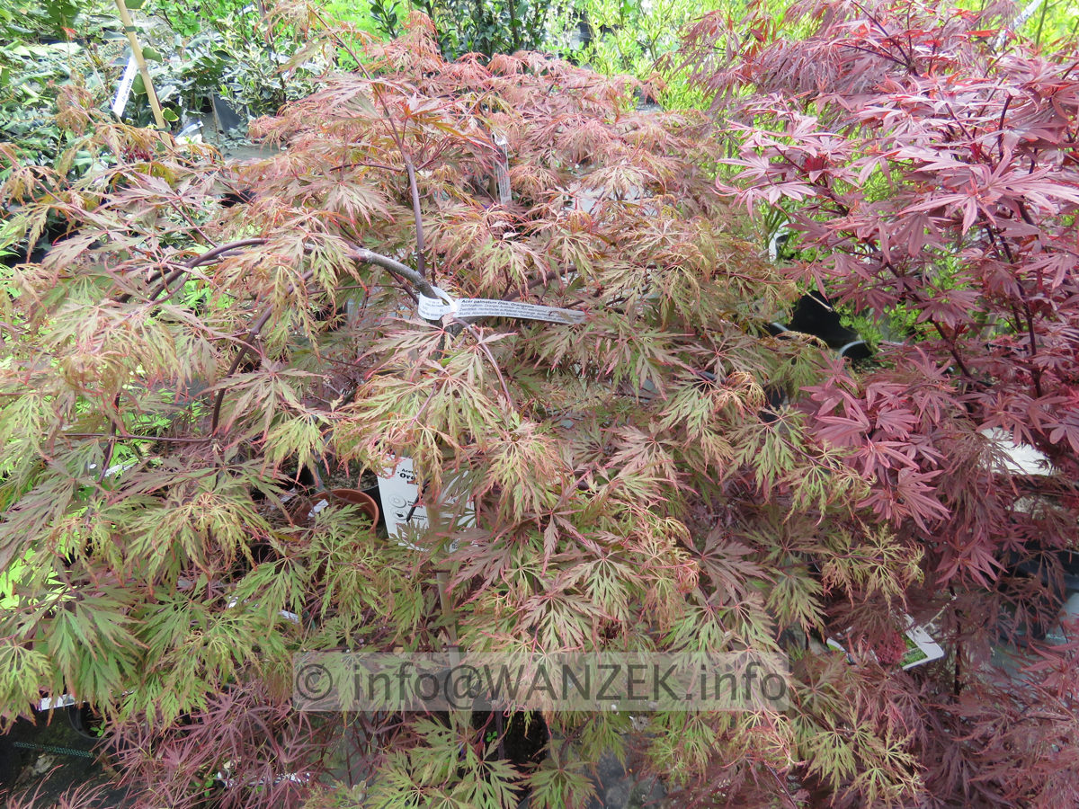 Acer palmatum Dissectum Orangeola - im Austrieb.JPG